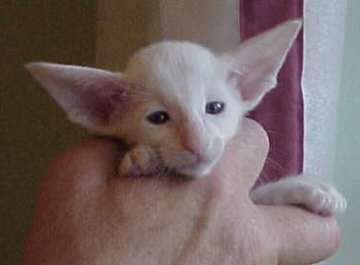 The Ears at 6 weeks.jpg (7677 bytes)