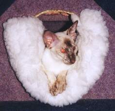 bicedspice02pg.jpg (8796 bytes)