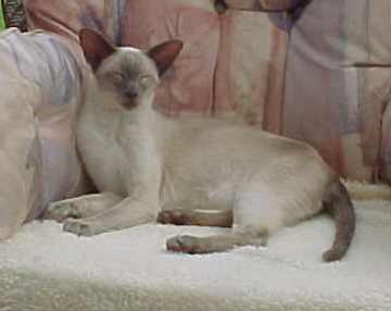 Oliver.jpg (8711 bytes)