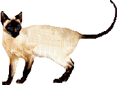 sia_2.gif (7619 bytes)