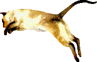 sia_3.gif (8881 bytes)
