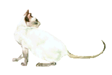 sia_5.gif (5798 bytes)