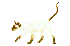 sia_6.gif (5429 bytes)