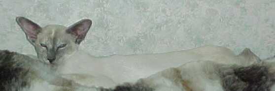Xsara - Bethanjo Snowbird.jpg (8652 bytes)